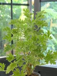 Géranium odorant 'Rosat' (Parfum de rose) Plant