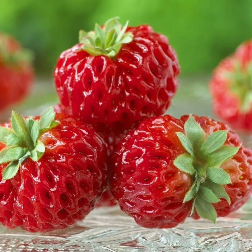 Fraise framboise “Framberry” (Fragaria, Variété insolite) Plant