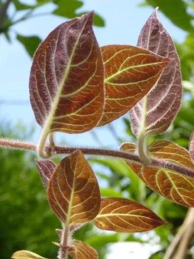 La Plante Fromage® Véritable (Plante comestible rare) Plant