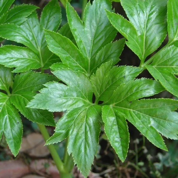 Angelica keiskei (Ashitaba) Graines rares
