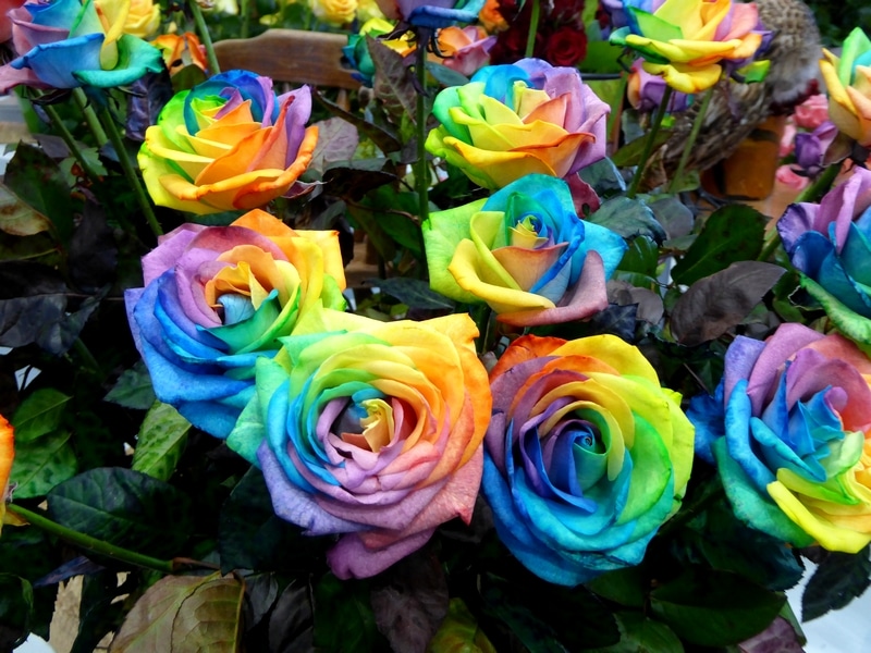 rose-arc‐en‐ciel (2)