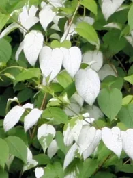 Actinidia polygama (Matatabi) Graines rares