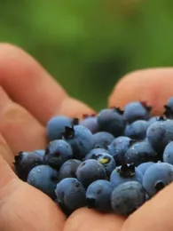 Myrtille Sauvage (Vaccinium myrtillus) Graines