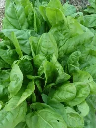 Oseille 'Large de Belleville' (Variété traditionnelle) Graines
