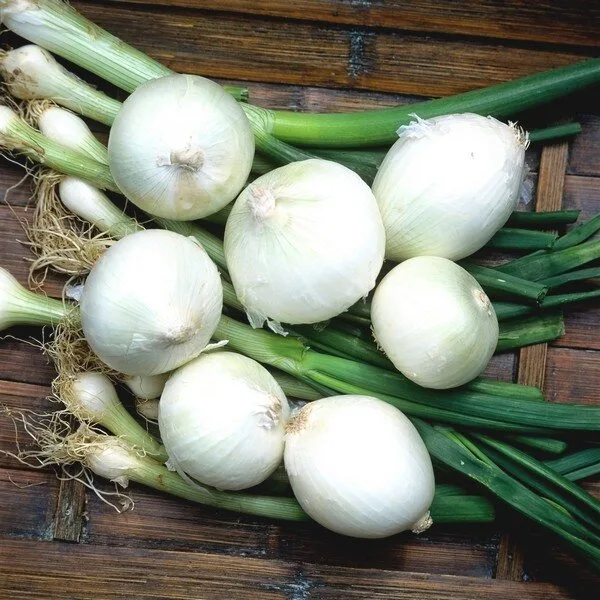 Oignon Blanc Hâtif de Paris (Variété régionale) Graines