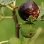 Figuier 'Ice Crystal' (Ficus carica) Plant
