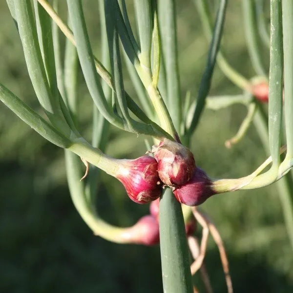 Oignon Rocambole perpétuel (Allium cepa viviparum) Bulbilles
