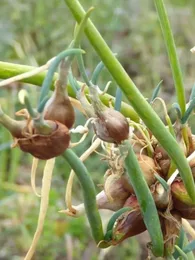 Oignon Rocambole perpétuel (Allium cepa viviparum) Bulbilles