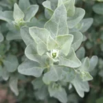 Atriplex halimus (Arroche marine, Pourpier de mer) Plant