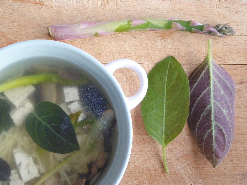 Soupe miso avec la plante fromage - Photo : alsa-garden.live