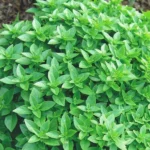 Basilic Grec (Ocimum basilicum) Graines