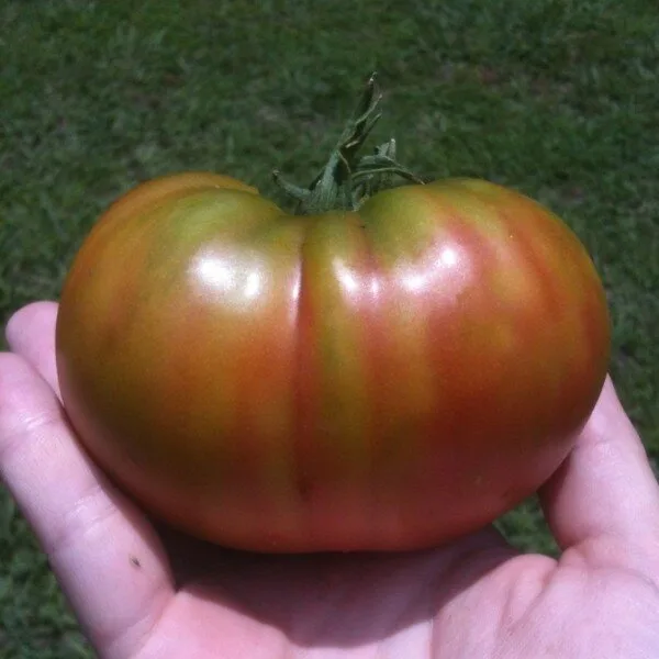 Tomate Ananas Noire (Variété Belge) Graines