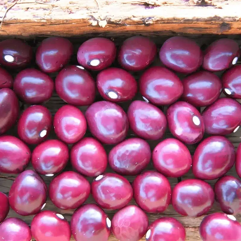 Haricot ‘Coco de la Meuse’ (Variété Lorraine) Graines
