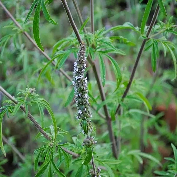 Schizonepeta tenuifolia (Herbe à chat Japonaise) Graines