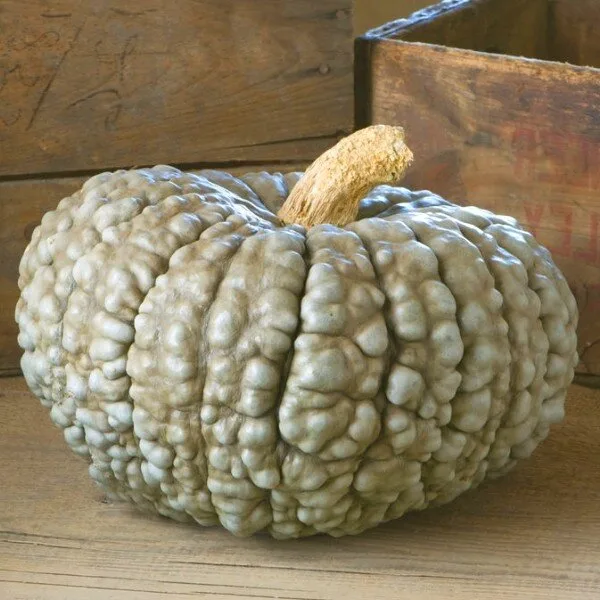 Potiron courge 'Marina di Chioggia' (Variété italienne) Graines