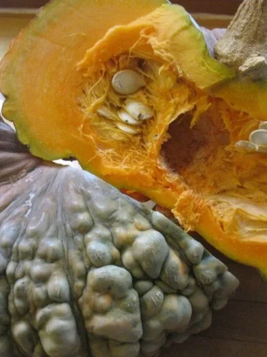 Potiron courge 'Marina di Chioggia' (Variété italienne) Graines