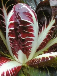Chicorée 'Trevise Rouge' (Variété italienne) Graines