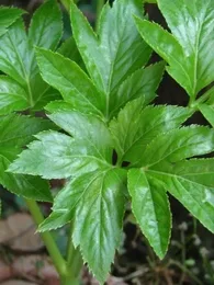 Ashitaba (Angelica keiskei) Plant