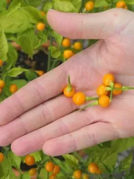 Piment 'Aji Charapita' (Variété péruvienne) Graines rares