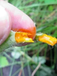 Chelidonium majus (Chélidoine, Herbe aux verrues) Graines