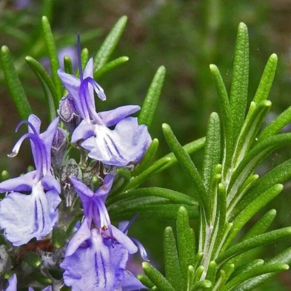 Romarin (Rosmarinus officinalis) Graines