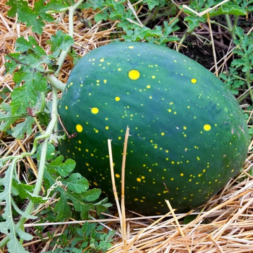 Pastèque ‘Lune étoile’ (Variété ancienne) Graines