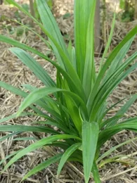Pandanus comestible (Pandanus amaryllifolius) Plant