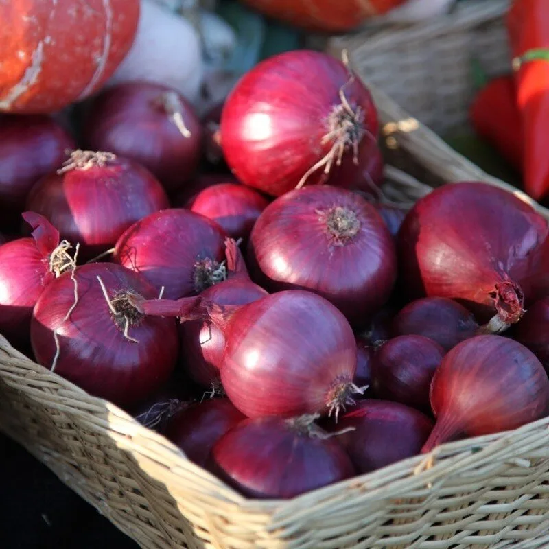 Oignon rouge 'Red Baron' (Bulbes à planter)