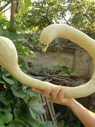 Courge trompette 'Tromba d’Albenga' (Variété ancienne) Graines
