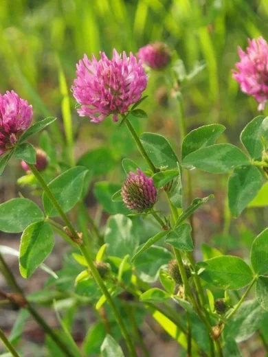 Trèfle Violet (Engrais vert) Graines