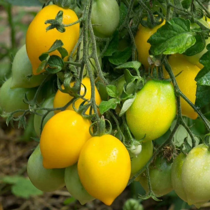 Tomate 'Tétons de Vénus Jaune' Graines