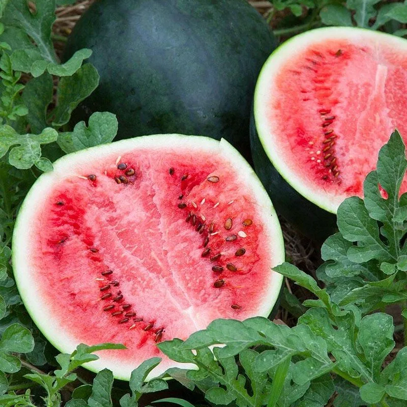 Pastèque 'Sugar Baby' (Citrullus lanatus) Graines