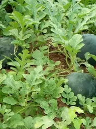 Pastèque 'Sugar Baby' (Citrullus lanatus) Graines