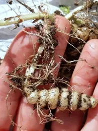 Crosne du Japon (Stachys affinis) 50 Grammes