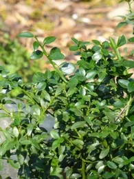 Citron Caviar Véritable (Microcitrus australasica) Jeune Plant 10 cm