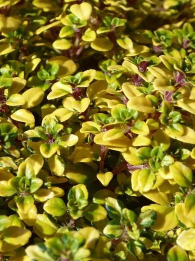 Thym Doré Citron (Variété Rare) Plant