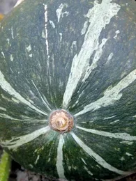 Potiron 'Green Hokkaido' Graines