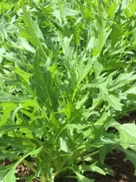 Mizuna japonais (Brassica rapa japonica) Graines