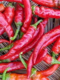 Piment de Cayenne (Très piquant) Graines