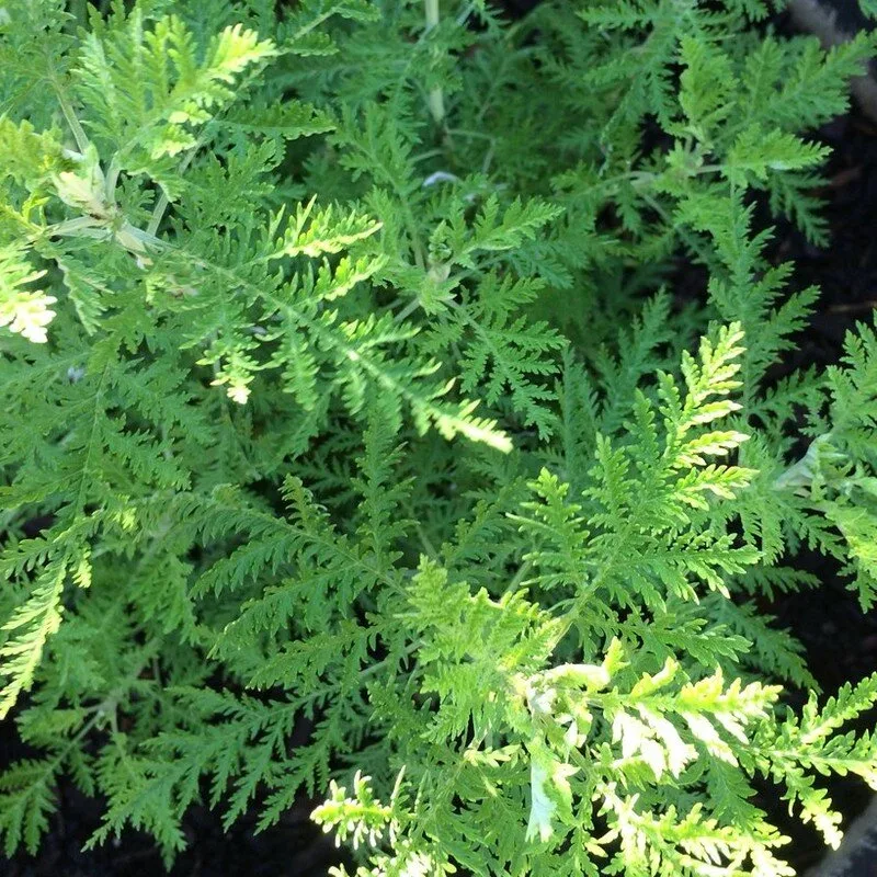 Armoise africaine Véritable (Artemisia afra) Plant