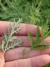 Armoise africaine Véritable (Artemisia afra) Plant
