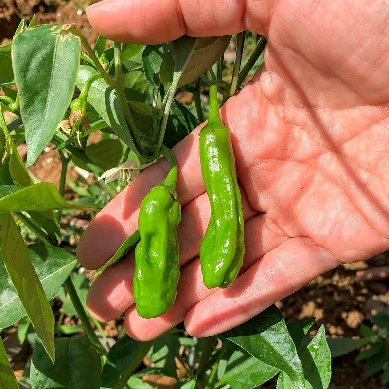 Piment Japonais 'Shishito' (Capsicum annuum) Graines