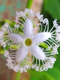 Courge Serpent, Patole (Trichosanthes cucumerina) Graines rares