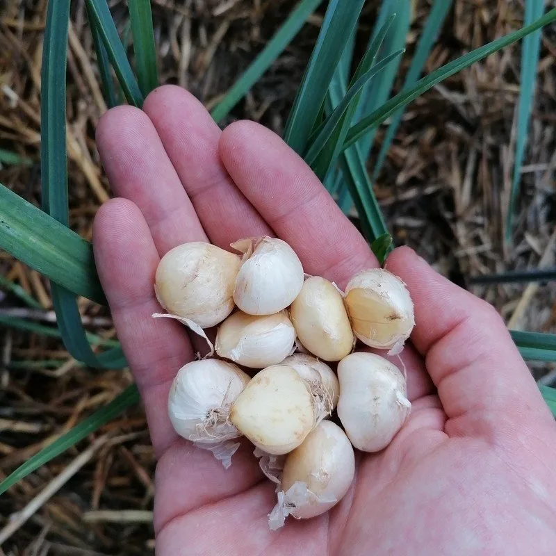 Poireau perpetuel (Allium ampeloprasum) Bulbes