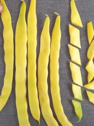 Haricot à rames 'Or du Rhin' Graines