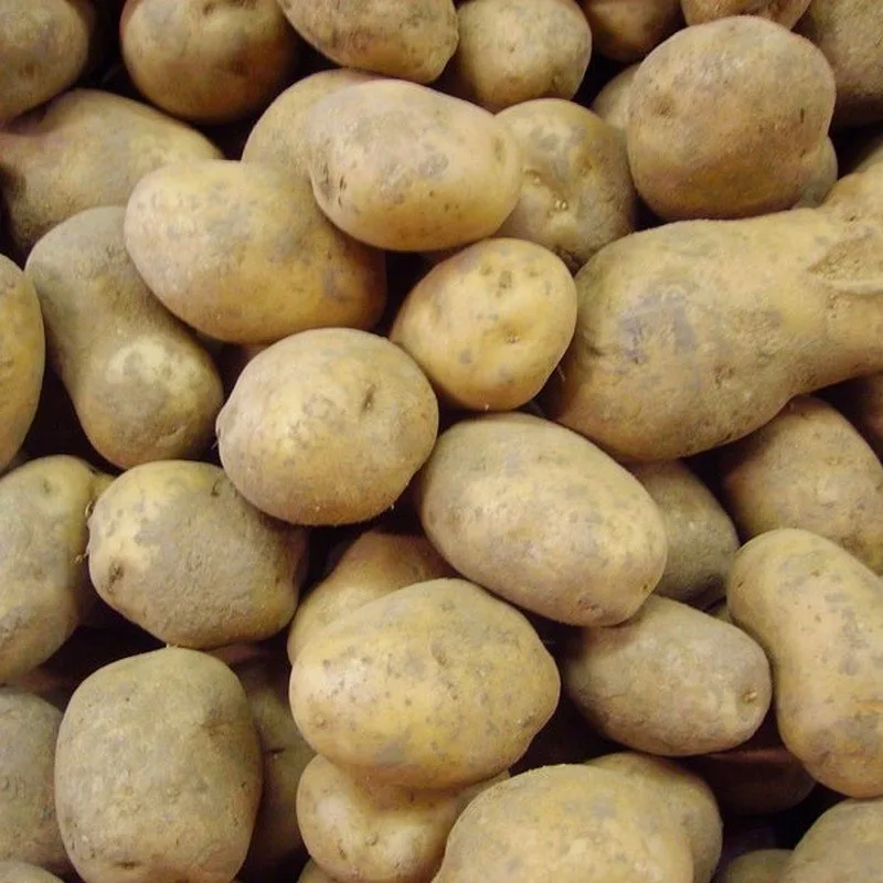 Pommes de terre 'Monalisa' 25 Plants BIO