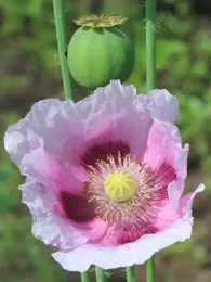 Pavot 'Planète Rouge du Jura' (Papaver somniferum) Graines