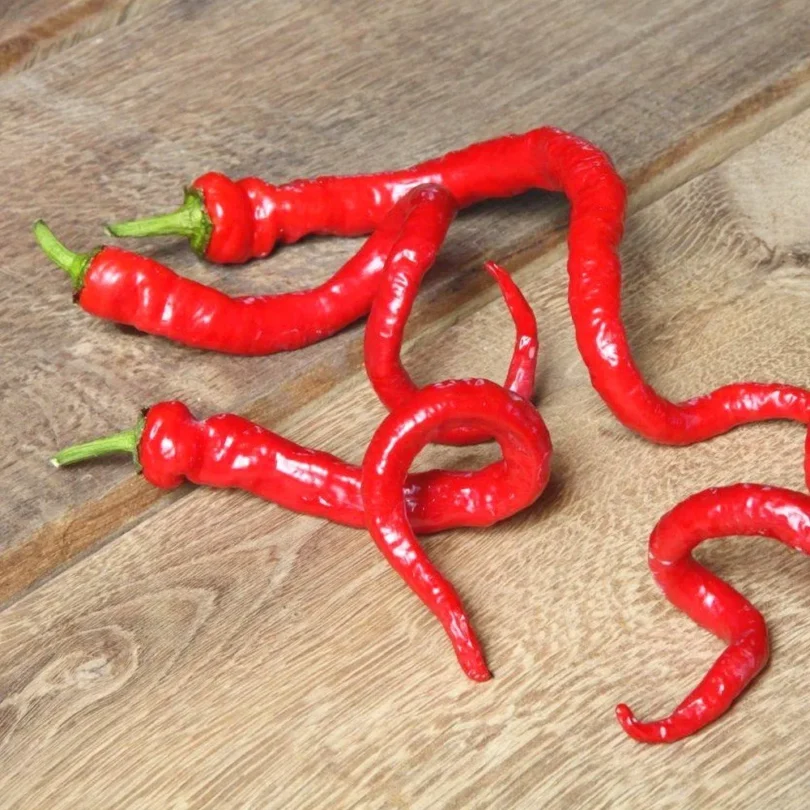 Piment 'Milder Spiral' (Capsicum annuum) Graines