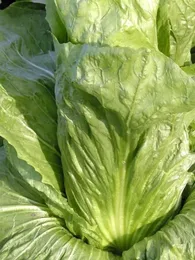Chicorée 'Pain de Sucre' (Variété d'Hiver) Graines