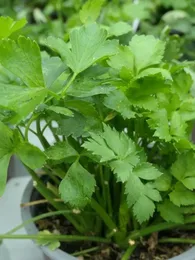 Céleri Vivace à Couper (Apium graveolens var. secalinum) Graines